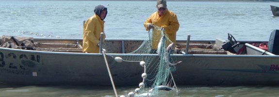 Naknek Setnetters