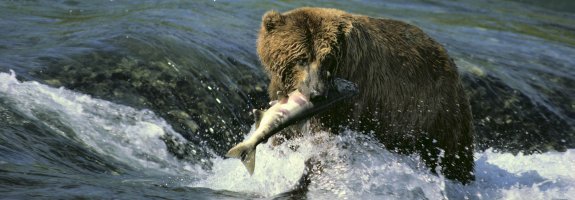 Brown Bear Brooks Falls